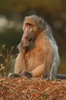 Ursinus: Chacma Baboon (Papio ursinus) adult in late aft