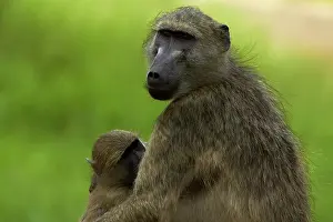 Ursinus: Chacma baboon (Papio ursinus) and baby
