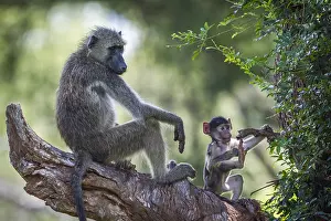 Ursinus: Chacma baboon (Papio ursinus) in Kruger National
