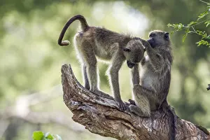 Ursinus: Chacma baboon (Papio ursinus) in Kruger National