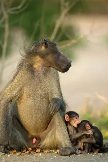 Genitalia: Chacma Baboon - Resting male and two playful youngsters