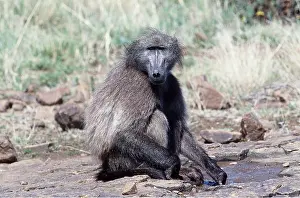 Baboons: CHACMA BABOON - sitting