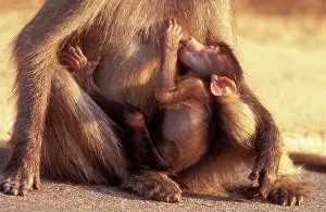 Ingrid Van Den Berg: Chacma Baboon - suckling baby