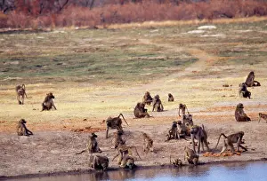 Troops: Chacma Baboon - Troop drinking & resting