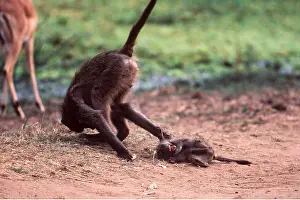 Baboons: CHACMA BABOON - Young baboon bullies baby baboon