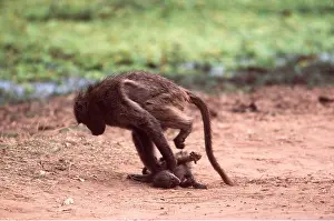 Baboons: CHACMA BABOON - Young baboon bullies baby baboon