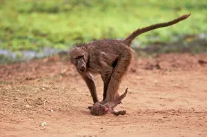 Victims: Chacma Baboon - Young bullies baby