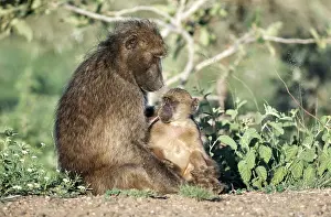 Baboons: CHACMA BABOONS - Female with suckling young
