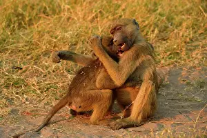 Ursinus: Two Chacma baboons (Papio ursinus), two young animals