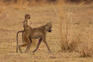Ursinus: Chacma baboons, South Luangwa National Park