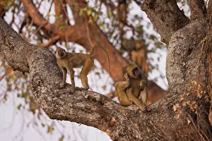 Ursinus: Chacma baboons, South Luangwa National Park