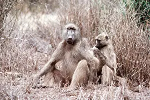 Operation: CHACMA BABOONS x two grooming