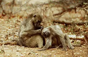 Cleaning: CHACMA BABOONS - x two, grooming