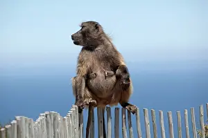 Ainmal: Chacma / Cape Baboon
