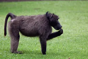 Ainmal: Chacma / Cape Baboon -