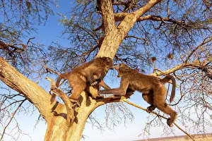 Playfighting: Chacma or chacma baboon (Papio ursinus), youngs