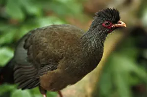 Cracidae: Chaco Chachalaca