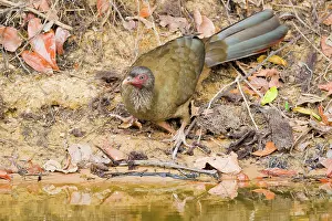 Ortalis: Chaco Chachalaca