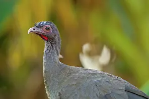Ortalis: Chaco Chachalaca