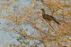 Animais: Chaco Chachalaca