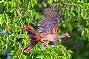Ortalis: Chaco Chachalaca in flight Pantanal area Mato Grosso