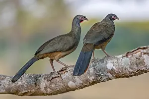 Ortalis: Chaco Chachalaca (Ortalis canicollis) pair perc