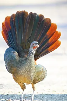 Landfowl: Chaco chachalaca (Ortalis canicollis) Pantanal Brazil