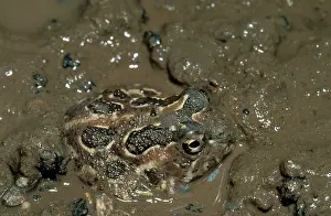 Argentinian: Chacoan Burrowing Frog