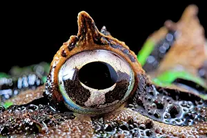 Leptodactylidae: Chacoan horned frog or Pacman frog (Ceratophrys