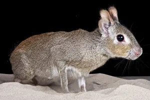 Dolichotis: Chacoan mara (Dolichotis salinicola), Argentina