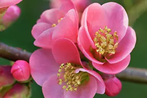 Chaenomeles: Chaenomeles flowers in spring