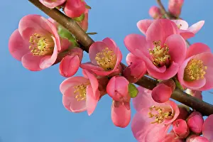 Chaenomeles: Chaenomeles flowers - in spring