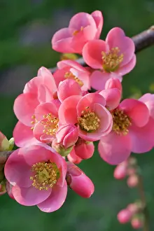 Chaenomeles: Chaenomeles flowers - in spring