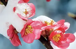 Quince: CHAENOMELES - japonica blossom in snow
