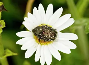 Chafer: Chafer Beetle - on Ox-eye Daisy flower