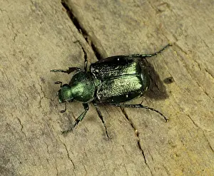 Nobilis: Chafer (Gnorimus nobilis)