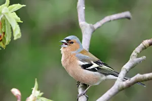Chaffinches: Chaffinch