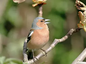 Chaffinches: Chaffinch