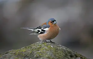 Chaffinches: Chaffinch