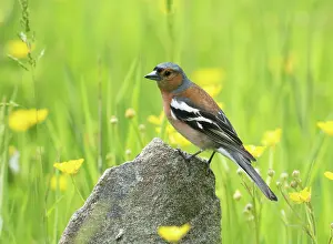 Fringilla: Chaffinch