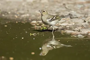 Fringilla: Chaffinch - adult female drinking - Germany
