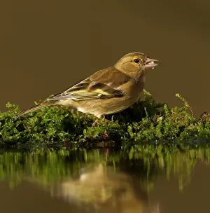 Familiar: Chaffinch - adult female eating seed perched on