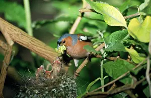 Chaffinches: CHAFFINCH - adult with grubs, feeds chicks at nest