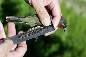 Chaffinches: Chaffinch - adult male having wing measured