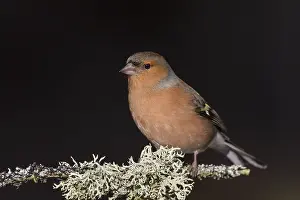 Fringilla: Chaffinch - adult male perched on branch - Great