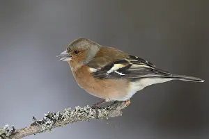 Fringilla: Chaffinch - adult male perched on branch - Great