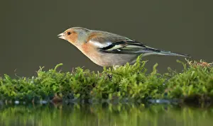 Familiar: Chaffinch - adult male perched on moss eating seed
