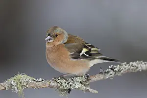 Fringilla: Chaffinch - adult male perched on a twig - Cairngorms