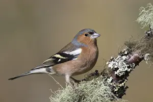 Fringilla: Chaffinch - adult male perched on a twig - Cairngorms