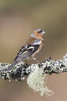 Fringilla: Chaffinch - adult male perched on a twig - Cairngorms
